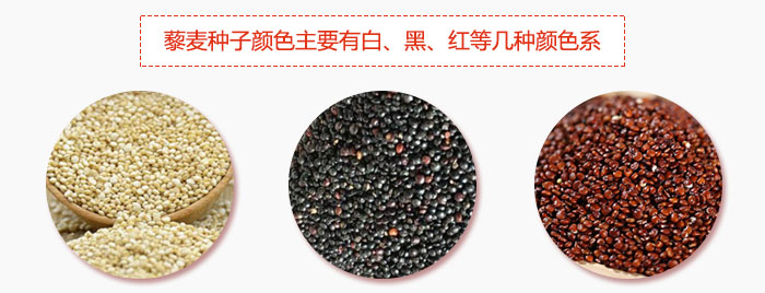 藜麥種子顏色主要有白、黑、紅等幾種顏色系，營養(yǎng)成分相差不大，其中白色口感好，黑、紅色口感相對差些，籽粒也較小。