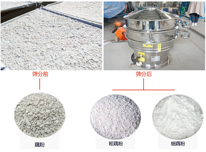蓮藕淀粉曬干，采用304不銹鋼材質(zhì)藕粉振動篩篩分后前后對比效果圖展示。